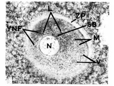 Cellular and Molecular Biology of Human Oogenesis, Ovulation and Early Embryogenesis